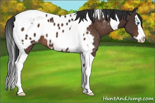 Horse Color:Brown Sabino Splash Tobiano Appaloosa 