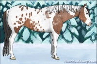 Horse Color:Liver Chestnut Sabino Splash Tobiano Appaloosa 