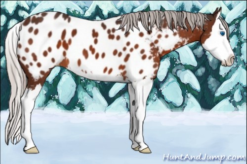 Horse Color:Silver Brown Sabino Splash Appaloosa 