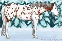 Horse Color:Silver Brown Sabino Splash Appaloosa 
