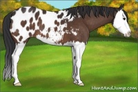 Horse Color:Brown Sabino Splash Near Leopard 