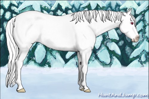 Horse Color:Liver Chestnut Chinchilla Ice Sabino Splash 