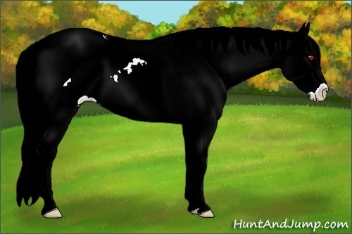 Horse Color:Liver Chestnut Chinchilla Ice Sabino Splash 