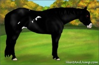 Horse Color:Liver Chestnut Chinchilla Ice Sabino Splash 