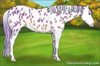 Horse Color:Watercolor Liver Chestnut Splash Leopard