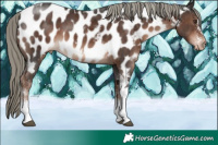 Horse Color:Liver Chestnut Mushroom Sabino Tobiano Near Leopard 