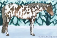 Horse Color:Liver Chestnut Sabino Tobiano Appaloosa 