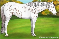 Horse Color:Chocolate Brown Sabino Splash Tobiano Appaloosa 