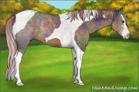 Horse Color:Nacre Liver Chestnut Sabino Splash Tobiano 