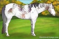 Horse Color:Nacre White Spotted Bay Tobiano 