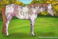 Horse Color:Liver Chestnut Ice Sabino Rabicano 