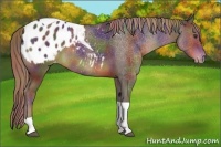 Horse Color:Nacre Liver Chestnut Tobiano Appaloosa Rabicano 