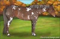 Horse Color:White Spotted Liver Chestnut 