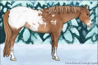 Horse Color:Chestnut Sabino Appaloosa 