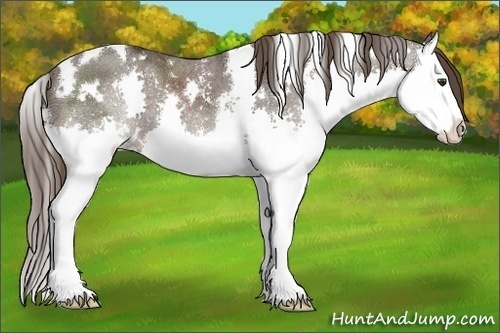 Horse Color:White Spotted Liver Chestnut Ice Sabino Splash