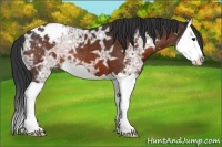 Horse Color:Brown Ice Splash Appaloosa 