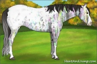 Horse Color:Liver Chestnut Ice Sabino Splash Appaloosa 