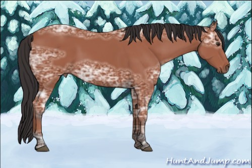 Horse Color:Bay Ice 