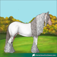 Horse Color:Bay Tobiano Appaloosa Rabicano 