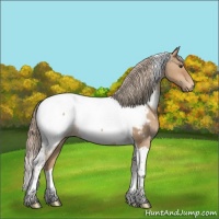 Horse Color:Red Dun Tobiano Appaloosa Rabicano 