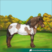 Horse Color:Gray Liver Red Dun Appaloosa  and Gray Liver Chestnut Appaloosa 