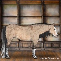 Horse Color:Bay Dun  and Bay Dun Splash 