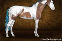 Horse Color:Painted Bay Splash Tobiano Appaloosa 