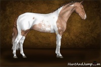 Horse Color:Bay Pearl Tobiano Appaloosa Rabicano 