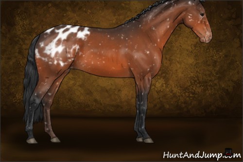 Horse Color:Bay Appaloosa 