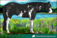 Horse Color:Gray Black Sabino 