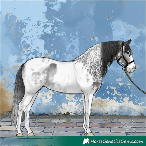 Horse Color:Black Sabino Tobiano 