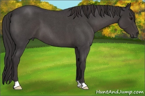 Horse Color:Smoky Blue Roan