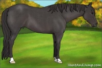 Horse Color:Smoky Blue Roan 