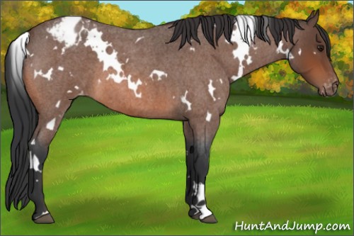 Horse Color:White Spotted Brown Roan Blanket
