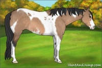 Horse Color:Bay Dun Sabino Tobiano 