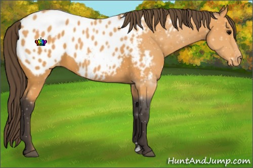 Horse Color:ERROR: UNKNOWN ANOMALY