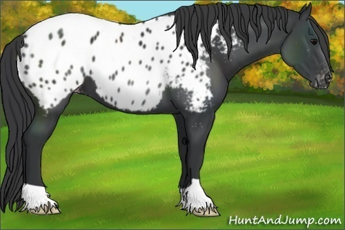 Horse Color:Black Appaloosa 