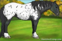 Horse Color:Black Appaloosa 
