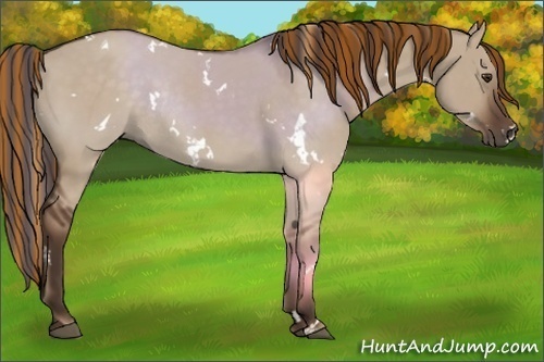 Horse Color:Painted White Spotted Liver Red Dun Rabicano