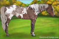 Horse Color:White Spotted Silver Bay Ice