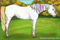 Horse Color:Gray Painted White Spotted Liver Chestnut Near Leopard Rabicano 
