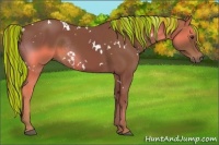 Horse Color:Painted White Spotted Chestnut Rabicano 
