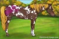 Horse Color:Painted White Spotted Liver Chestnut Rabicano 