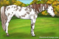Horse Color:Red Dun Ice Sabino Splash Appaloosa