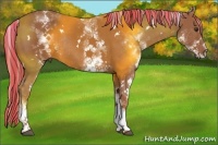 Horse Color:Painted White Spotted Chestnut Rabicano 