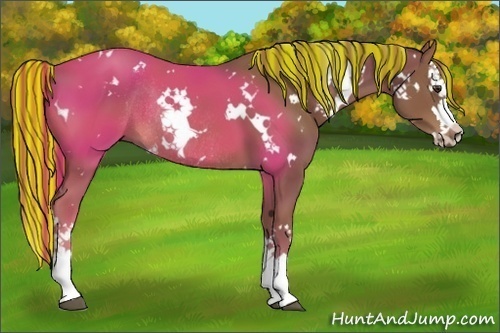 Horse Color:Painted White Spotted Chestnut Splash Rabicano