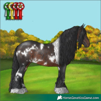 Horse Color:White Spotted Brown Rabicano 