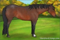 Horse Color:Bay Roan 