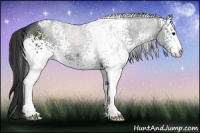 Horse Color:White Spotted Black Sabino