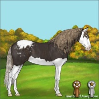 Horse Color:Liver Chestnut Splash Appaloosa 
